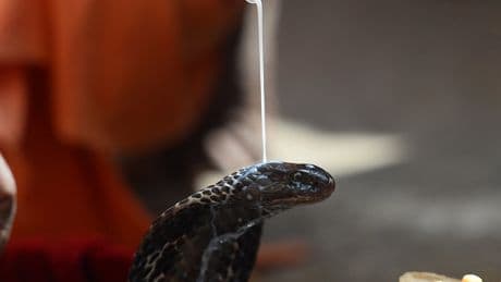 New snake species found capable of injecting venom even after death – with no loss of potency