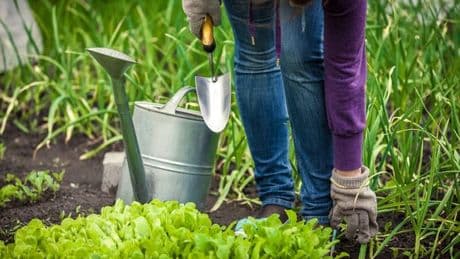 Gardeners urged to put garlic in plant water until October for important reason