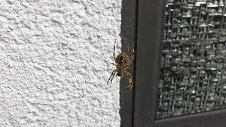 UK homeowners urged to clean one thing or risk 'painful spiders' entering their home