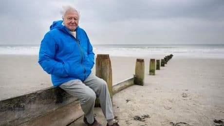« L’Appel de l’océan », sur Disney+ : à 99 ans, le naturaliste David Attenborough filme la beauté des fonds marins menacés par la surpêche