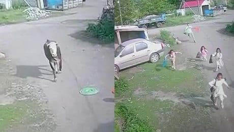 Kaçan boğadan çocuklar kıl payı kurtuldu, çığlık çığlığa o anlar kameraya yansıdı