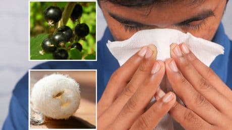 Allergia da polline, cos'è la febbre da fieno e come intervenire. «Dal ribes per la prevenzione alla luffa operculata nella fase acuta»