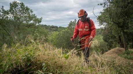 Dans les Pyrénées-Orientales, pour limiter le risque d’incendie, une méthode éprouvée mais à l’avenir incertain