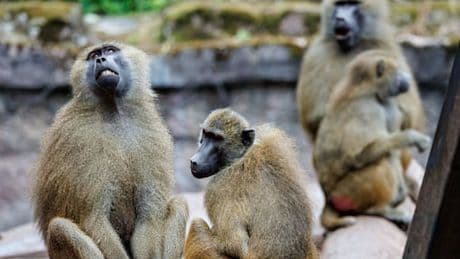 Tiergarten tötet gesunde Paviane