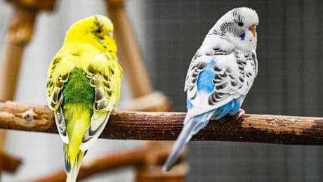 Tierheim Braunschweig: 36 Wellensittiche suchen neues Zuhause