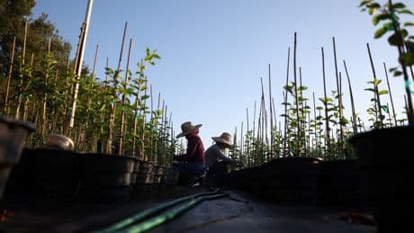 Trump’s ICE raids on farms risk U.S. food supply, economists warn