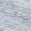 Loch Ness monster hunter is STUNNED as 'Nessie's head' is filmed rising and sinking out the water