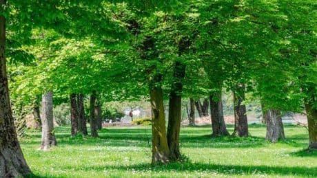 Foreste italiane in crescita, ma il cambiamento climatico è una minaccia