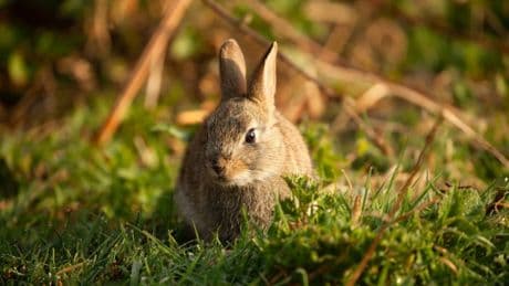 Fears for British rabbits as ‘killer virus’ sweeps through Europe