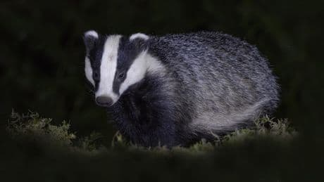 Dassenburcht aangetroffen op plek munitieopslag Staphorst