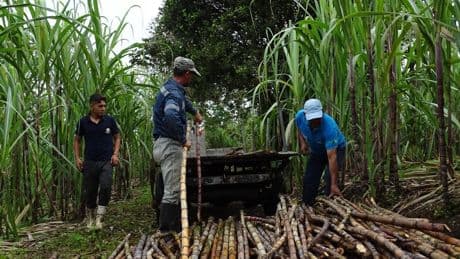 Carrera mundial por la minería: el comercio justo de panela en Ecuador resiste a la fiebre extractivista