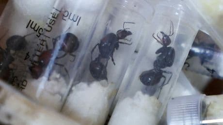 Tiere waren 600.000 Euro wert - Teenager nach Ameisen-Schmuggel verurteilt