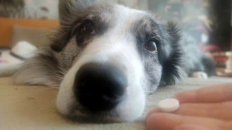 Sánchez crea el 'narcopet': se dispara el trapicheo de medicamentos para animales