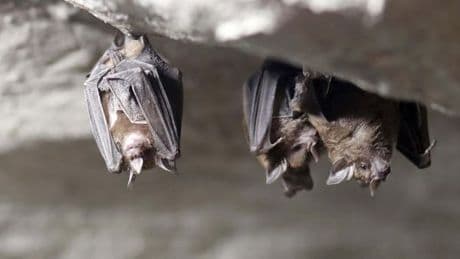 Fledermaus mit Tollwut gefunden – Senat warnt