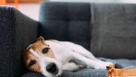 Dog expert shares 'big no-no' when using crates - and it's easy to overlook