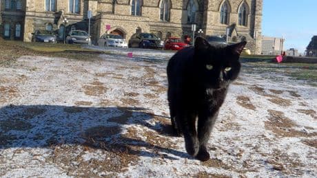 Coal, the Last Survivor of Canada’s Parliament Hill Cat Colony, Dies