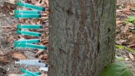 Junkie-Baum in Berlin-Kreuzberg – „Das Zeug muss entsorgt werden“