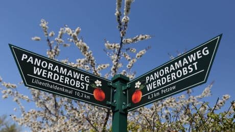 Werder bei Berlin: Unbekannte zerstören 40 Obstbäume – hoher Schaden