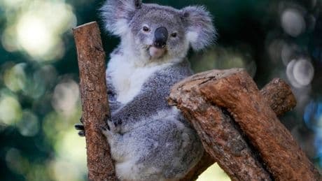 World-first vaccine approved to save koalas from deadly chlamydia epidemic