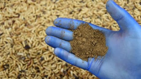 Ynsect, le pionnier de l'élevage d'insectes pour l'alimentation, va supprimer près de 140 postes sur 200