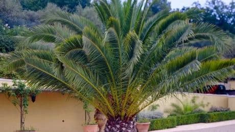 Giant palm tree that ‘adds a sunny desert island feel to your patio’ has £150 off