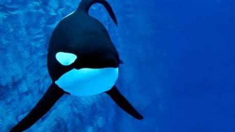 Orcas: Wollen sie ihre Beute mit Menschen teilen?