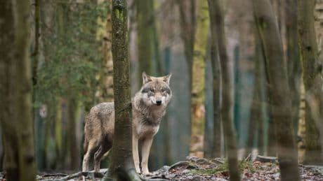 Wölfe in Sachsen: Mehr Nutztiere von Wölfen gerissen