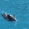 Moment two panicking influencers scramble to get out of the water off Greek island after being chased by a wild boar as local shouts 'it's not safe in there'