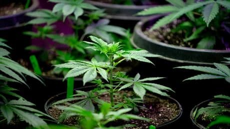 Fumar cannabis duplica el riesgo de morir por un infarto o un ictus