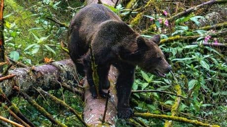 JJ4, l’ourse sauvage qui avait tué un joggeur en Italie, transférée dans un parc animalier en Allemagne