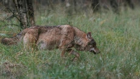 ’Wolf Bram direct afschieten’