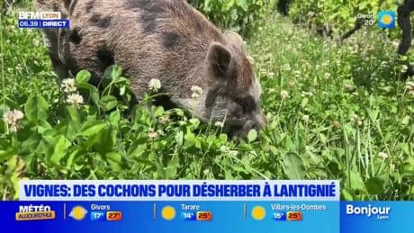 Rhône: un viticulteur à Lantignié utilise des cochons pour désherber son exploitation