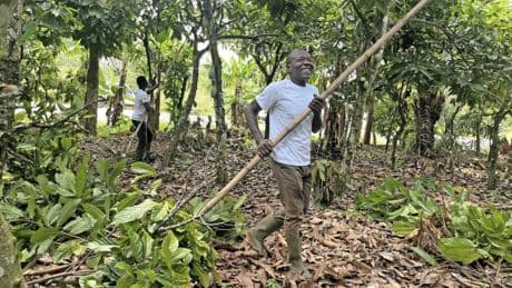 Kakaoanbau in der Côte d'Ivoire: Teure Bohnen, arme Bauern