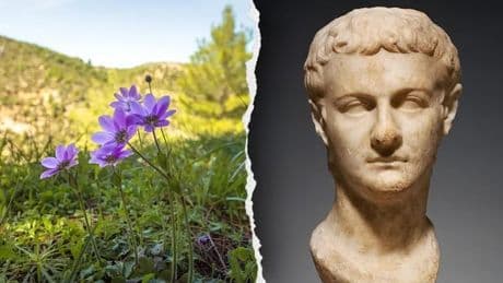Caligula rakiplerini çiçeklerle yok etmiş: Tarihçiler imparatorun yöntemini ortaya çıkardı