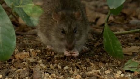 "J'ai trouvé des crottes dans mon lit": les habitants se plaignent d'une prolifération de rats à Cagnes-sur-Mer