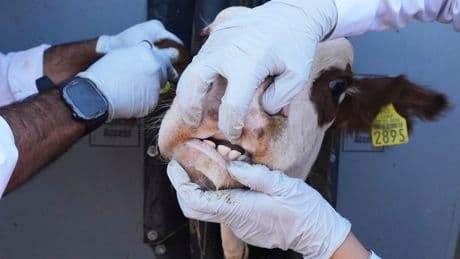 Photos of Mexican ranchers struggling to adapt as screwworm ravages their cattle exports to the US