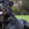 Dans le Loiret, un enfant de 9 ans meurt après avoir été mordu par le chien de la famille