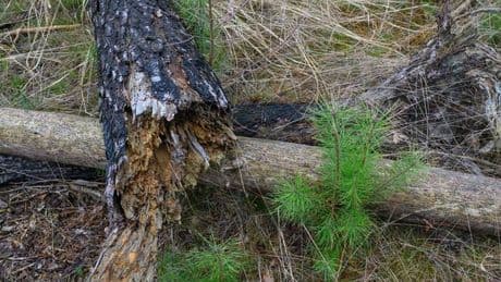 Wetter: Niedrige Waldbrandgefahr in Brandenburg