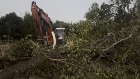 Erzincan'da kanal çalışması sırasında devrilen ağacın altında kalan kişi hayatını kaybetti