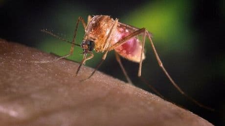 West Nile, due casi nel Lazio: i primi endemici. La mappa dei contagi, sintomi e come si trasmette