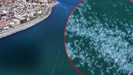Marmara Denizi'nin dehşete düşüren manzara! ‘İlk kez bu yoğunlukta’