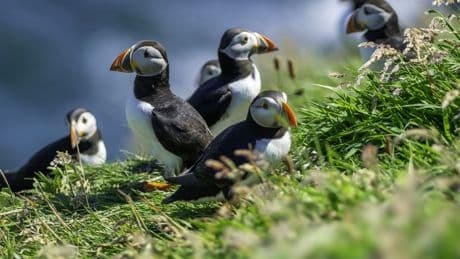 The 10 animal species facing UK extinction