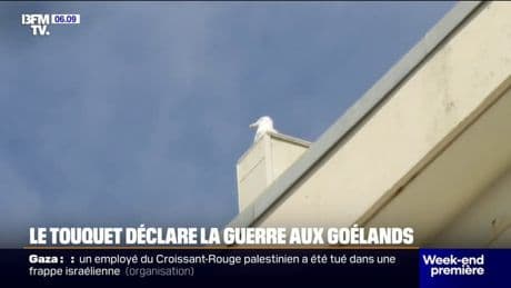 Au Touquet, des mesures prises pour limiter la présence de goélands en ville