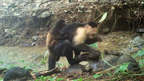 Capuchin monkeys on Panamanian island caught kidnapping howler monkeys
