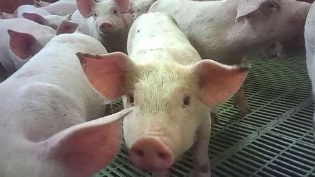 Supermarkets suspend supplies from Cranswick-owned pig farm over abuse claims