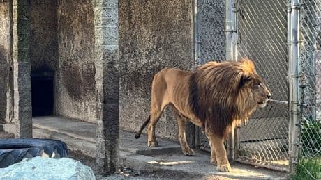 Oregon zoo owner is arrested on drug charges following police raid