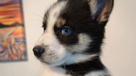 Work together to end evil trade as off-duty cop brings down puppy farm