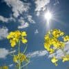 Frühjahr 2025: Rekordverdächtig trocken und sonnig in Deutschland