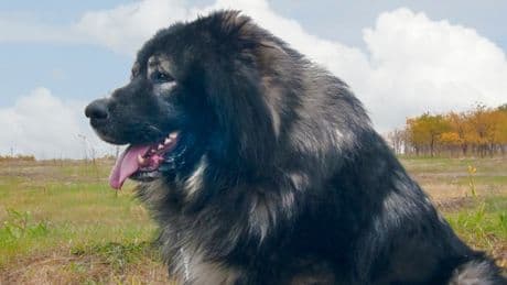 Six injured after dog attacks