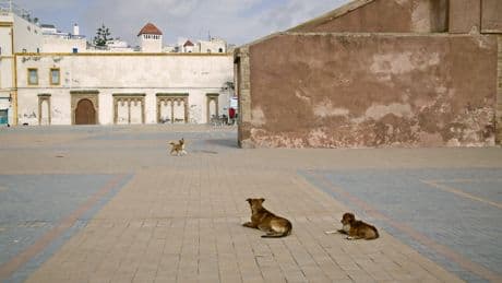 Should I be worried about rabies on holiday and where is it a risk?